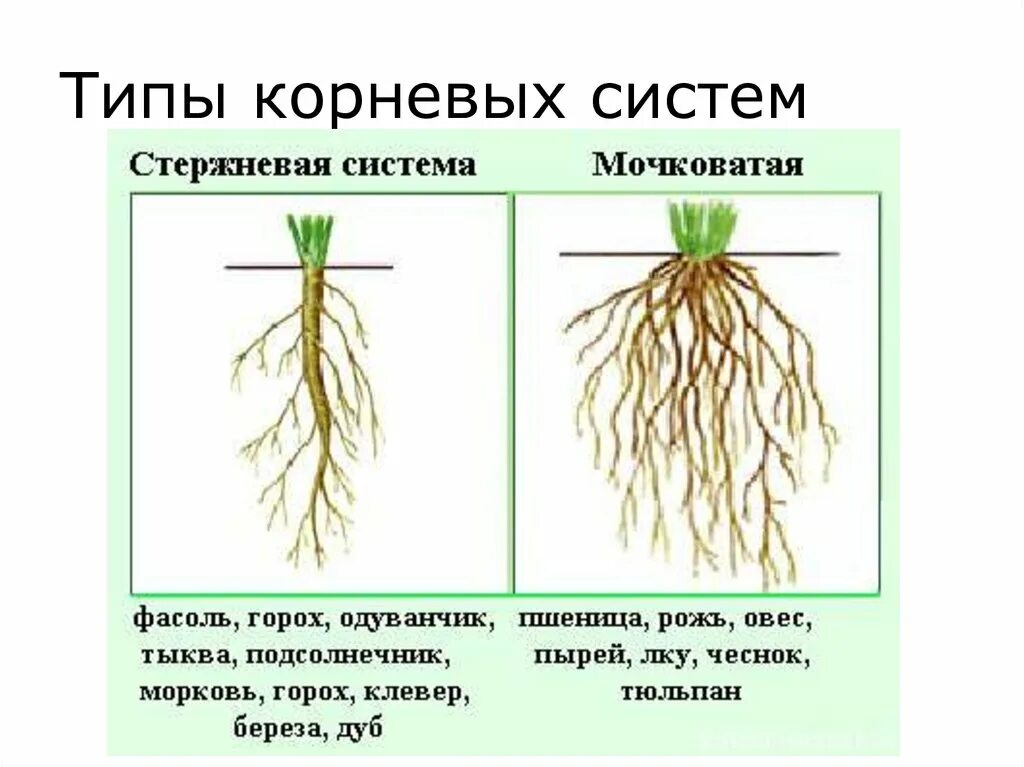 Род корневых 8