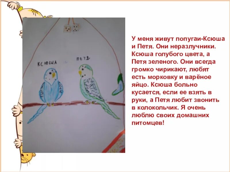 Рассказ про домашнего питомца 1 класс окружающий. Сочинение про попугая. Рассказ про домашнего питомца попугая. Проект домашний питомец попугай. Сочинение про домашних питомцев попугаев.