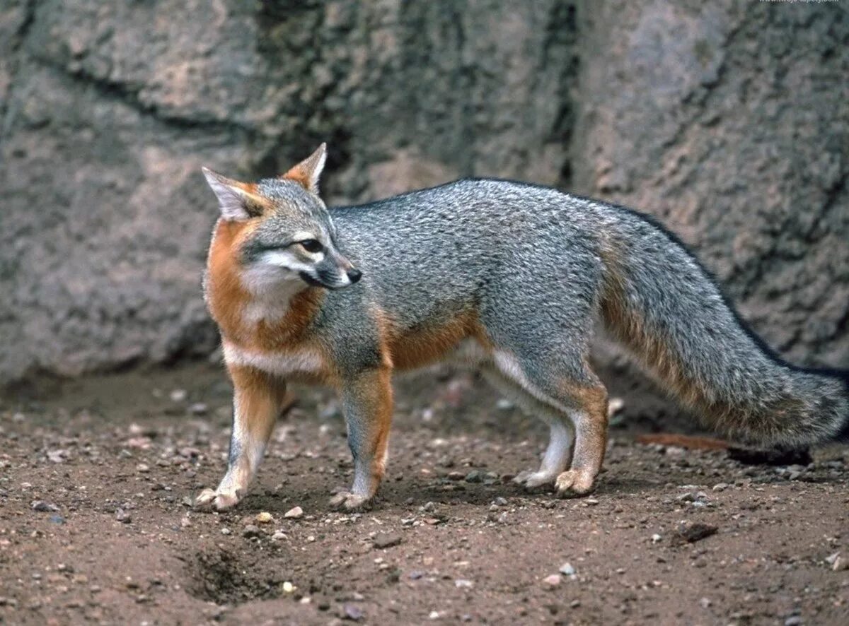 Островная лисица Urocyon littoralis. Urocyon cinereoargenteus. Канадская лиса грей Фокс. Серая лисица.