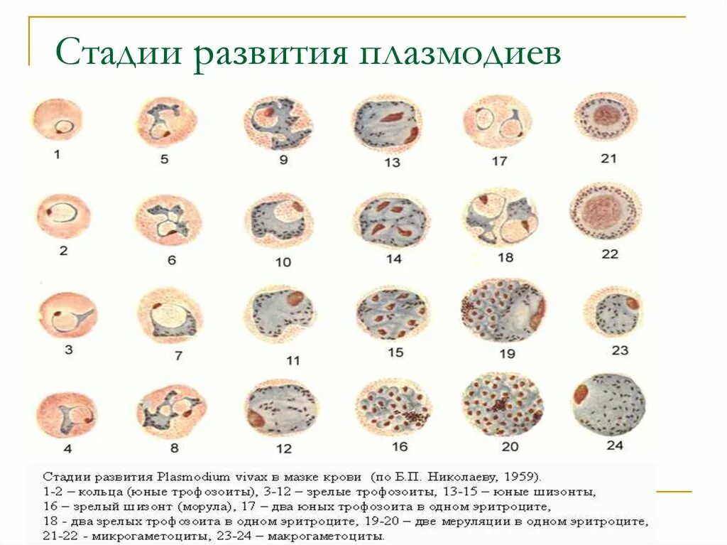 Стадии развития малярийного плазмодия в эритроцитах стадия кольца. Стадии развития малярийного плазмодия в эритроцитах. Эритроцит с малярийным плазмодием в стадии кольца. Шизонт малярийного плазмодия. Микрогаметоцит это