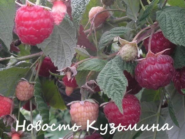 Сорт малины новость кузьмина отзывы. Сорт малины Кузьмина. Малина память Кузьмина. Сорт малины новость Кузьмина. Малина новость Кузьмина.