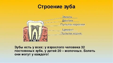 Начали болеть зубы