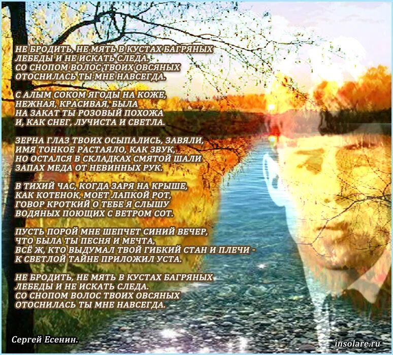 не бродить в кустах багряных есенин. есенин стих в кустах багряных. есенин стих в кустах багряных. стихотворение есенина не бродить не мять. есенин багряные кусты.