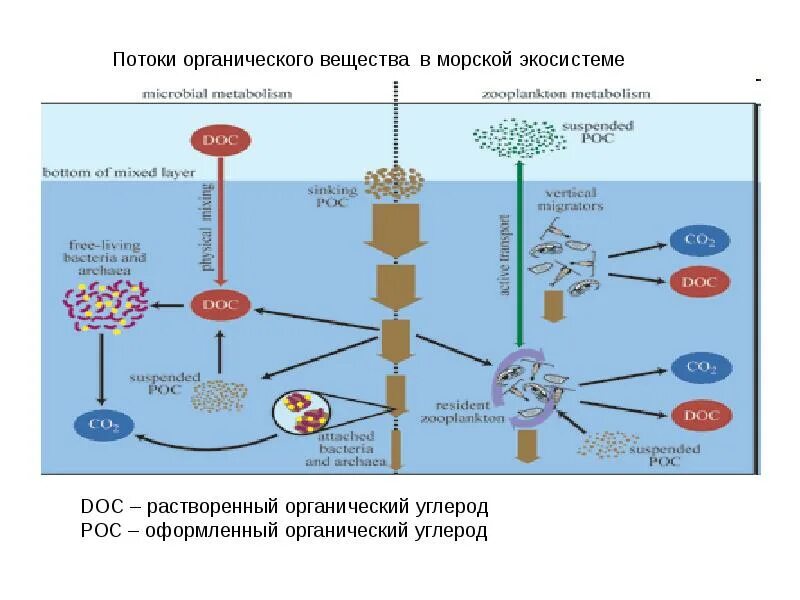 Производители органического вещества в сообществе. Поток органических веществ. Поток органических веществ в природе. Потоки углерода органического вещества. Растворение органических веществ.