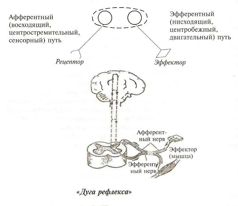 Функциональные рефлексы. Эфферентные и афферентные пути схема. Анализатор схема Рецептор афферентный путь. Высшая нервная деятельность рефлексы схема. Словесно двигательный рефлекс схема.