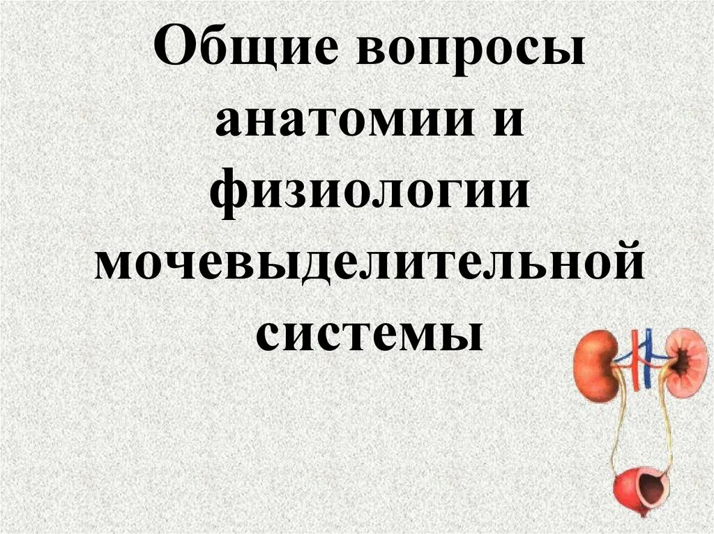 Физиология мочевыделительной системы. Схема мочевыделительной системы человека. Функции мочевыделительной системы. Анатомия и физиология мочевыделительной системы презентация. Мочевыделительная система презентация 9 класс