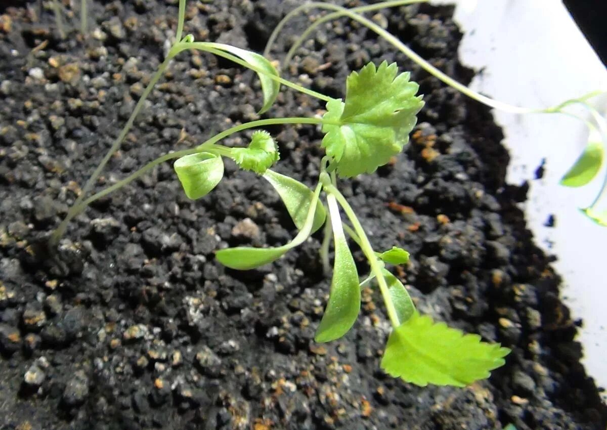 Кориандр ростки. Пророщенный кориандр и кинза. Пророщенный кориандр и кинза. Сколько всходят семена кинзы. Всходы кориандра.