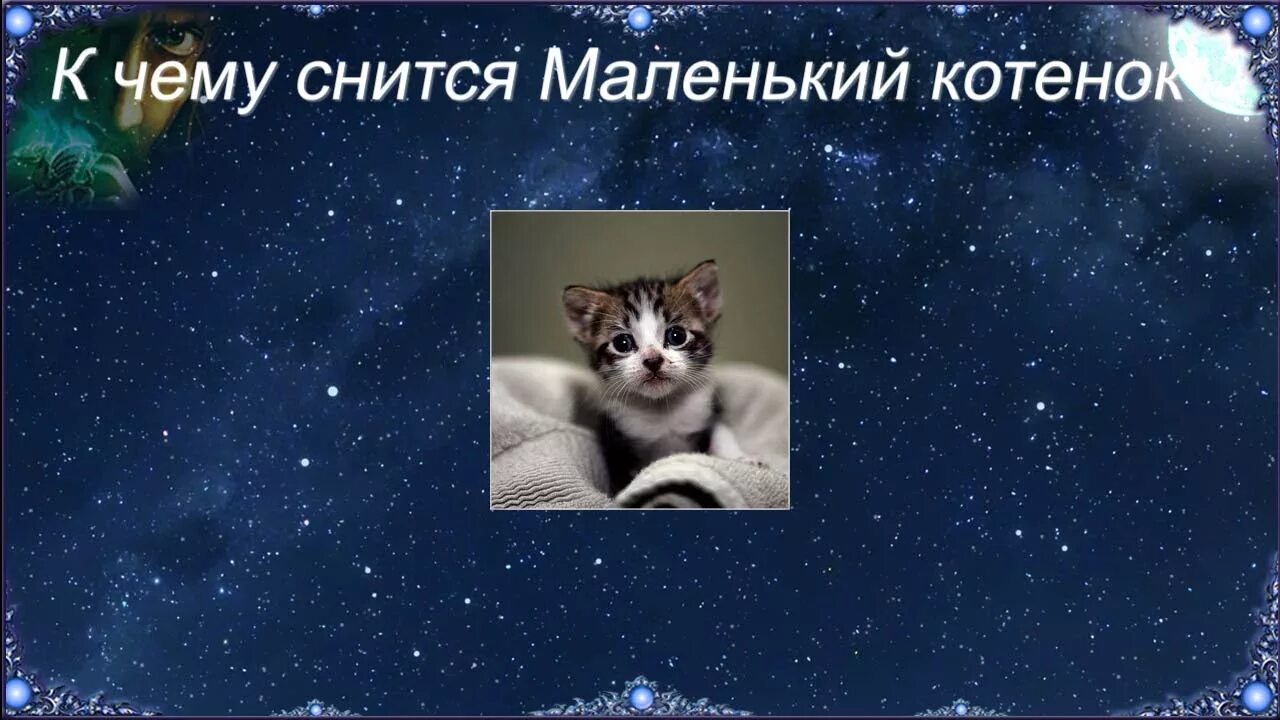 Приснился маленький котик. К чему снятся котята во сне. К чему снятся котята маленькие. К чему снится котенок снится котенок. К чему снятся коты во сне мужчине