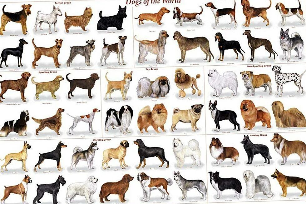 Какие породы подойдут для квартиры. Маленькие и средние породы собак. Породы собак среднего размера для квартиры. Популярные породы собак 2022. Са ые известные породы собак.