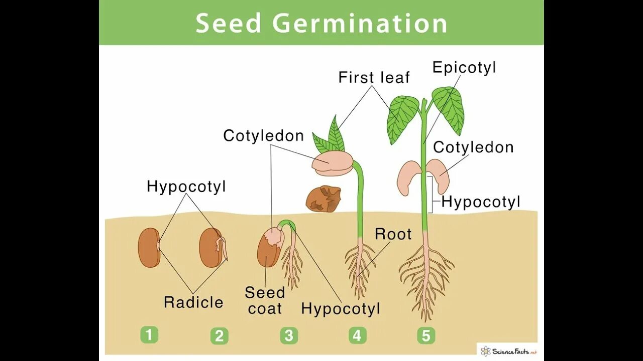 Text seed. Seed germination. types of seed germination.. genebank seed germination. germination pots.