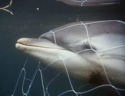 The dolphin a fish