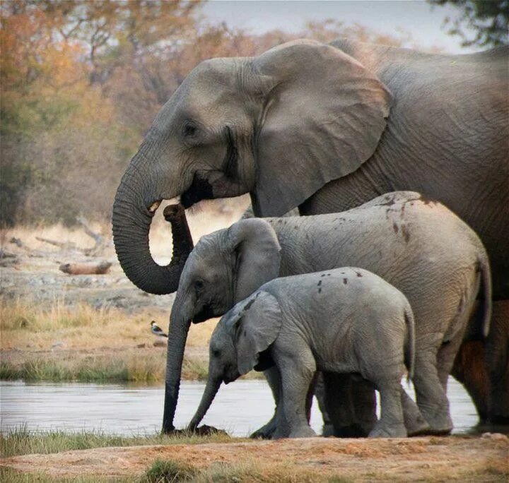 Слоны. Азиатский слон. Индийский слон. Слон (2003) Elephant. Comparisons big