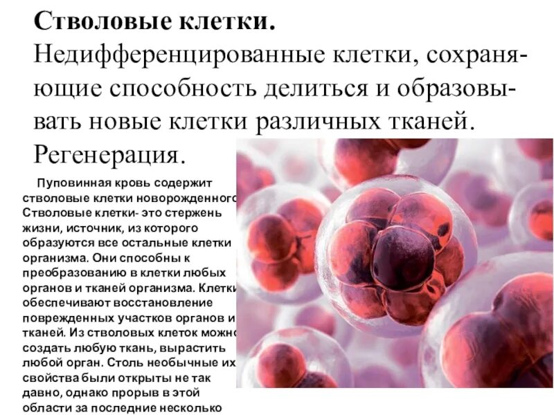 Б содержит недифференцированные клетки. Стволовые клетки. Дифференциация стволовых клеток. Стволовые клетки это в биологии. Стволовые клетки регенерация.