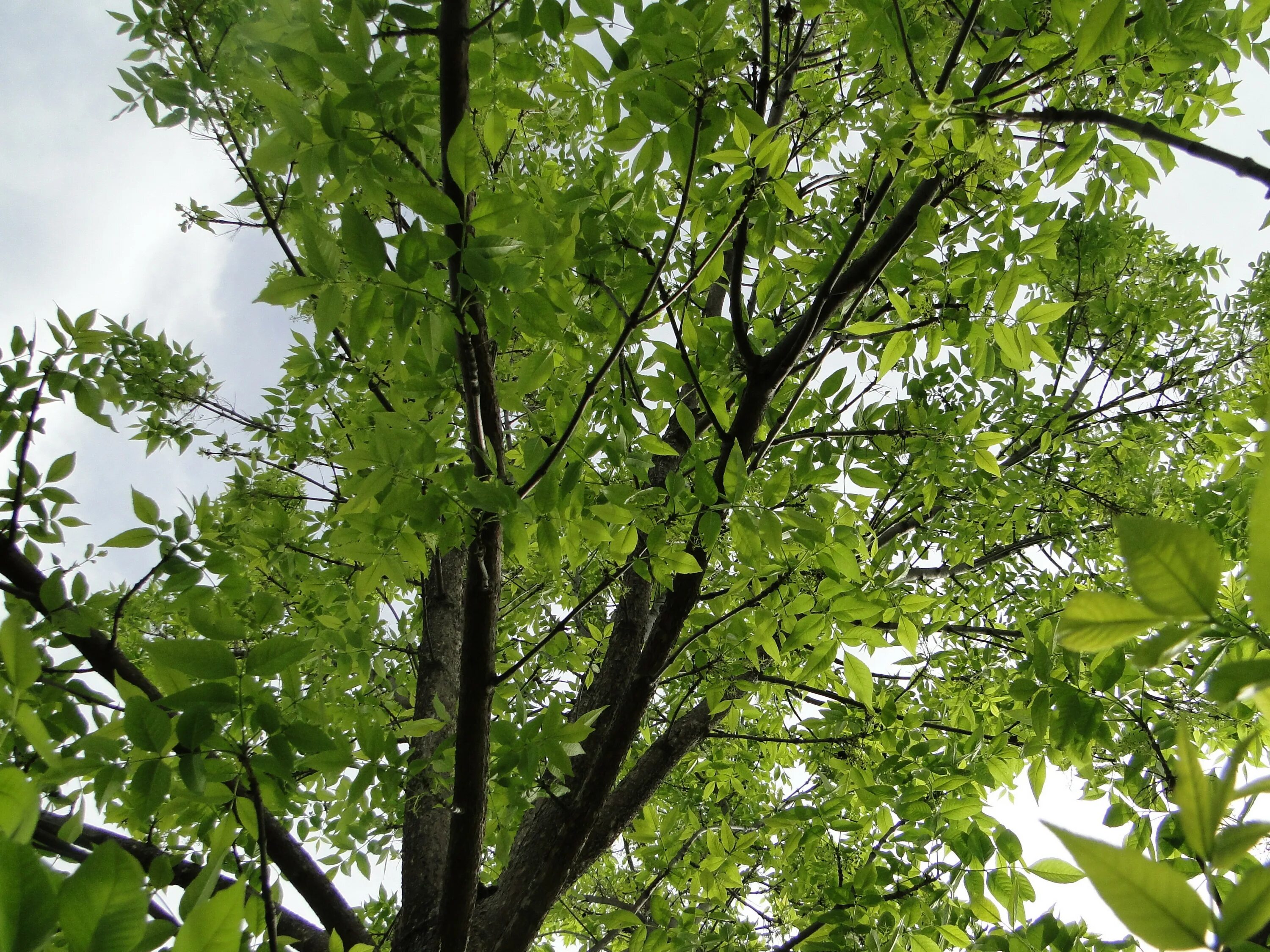 Ясень дерево. Ясень пенсильванский Fraxinus pennsylvanica. Ясень пенсильванский (Fraxinus pennsylvanica Marsh.). Ясень пенсильванский крона. Ясень пенсильванский и обыкновенный.