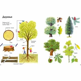 Схема строения дерева для дошкольников картинки - Фотобанк