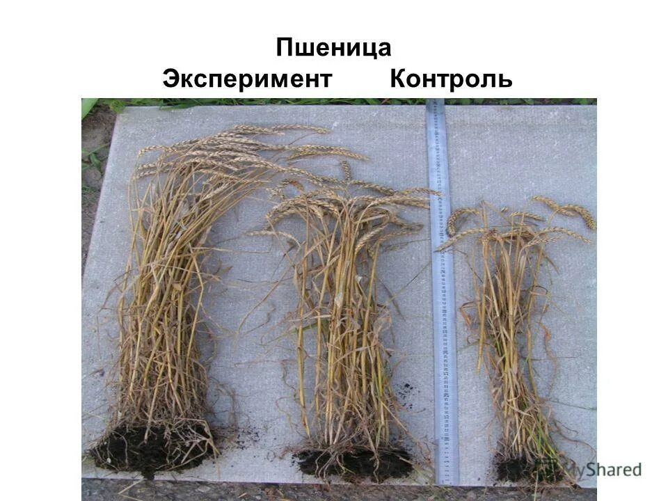 Альтернариоз пшеницы. Методы селекции искусственный мутагенез. Воздействие на пшеницу рентгеновскими. Набор хромосом у пшеницы. Воздействие на пшеницу рентгеновскими.