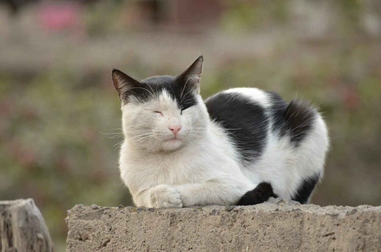 Белый кот мурзик. Черно белый кот. Черно белая кошка. Котик черно белый. Черный и белый кот.