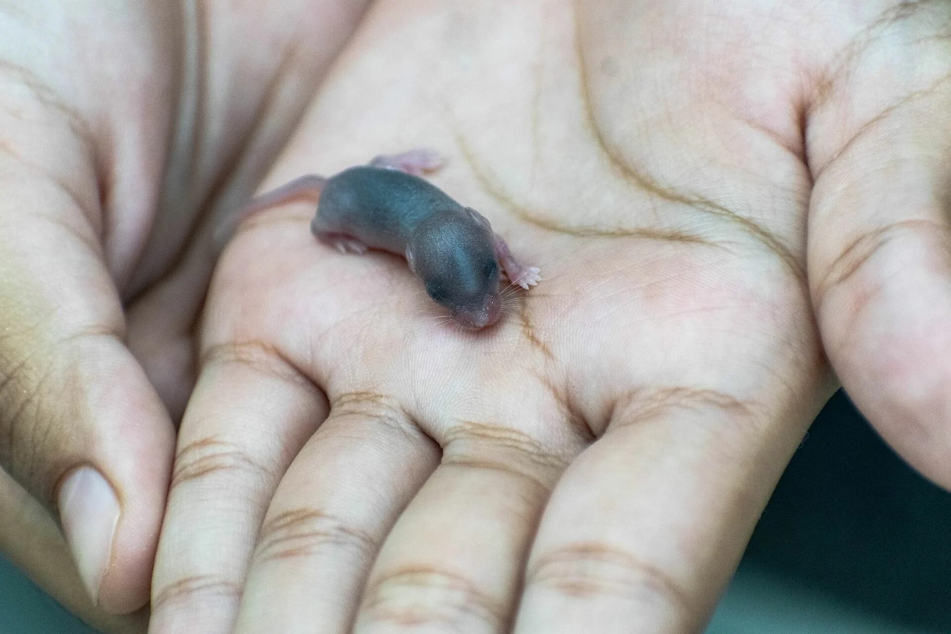 Новорожденные детеныши мыши. Новорожденные крысята Дамбо. Новорожденный крысенок Дамбо. Новорожденные крысы Дамбо. Маленькие крысята Дамбо новорождённые.
