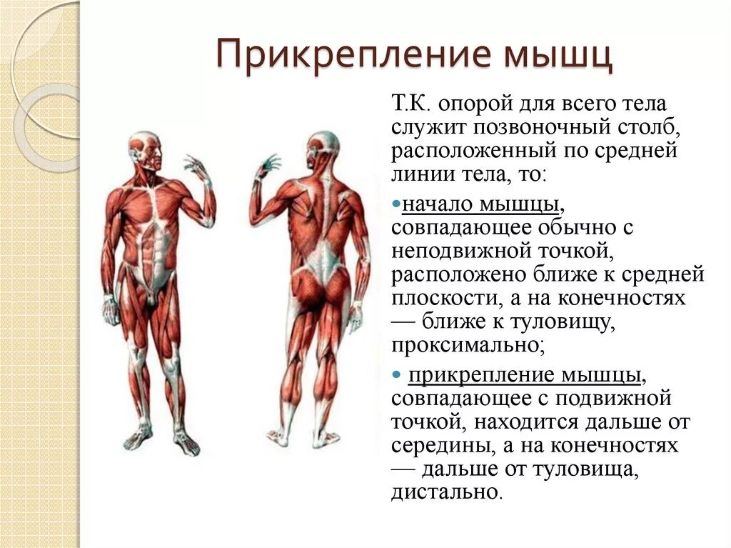 Начало прикрепление функции мышц. Мышцы туловища спереди название мышц и функции. Прикрепление мышц. Мышцы их прикрепление и функции. Мышцы туловища начало прикрепление.