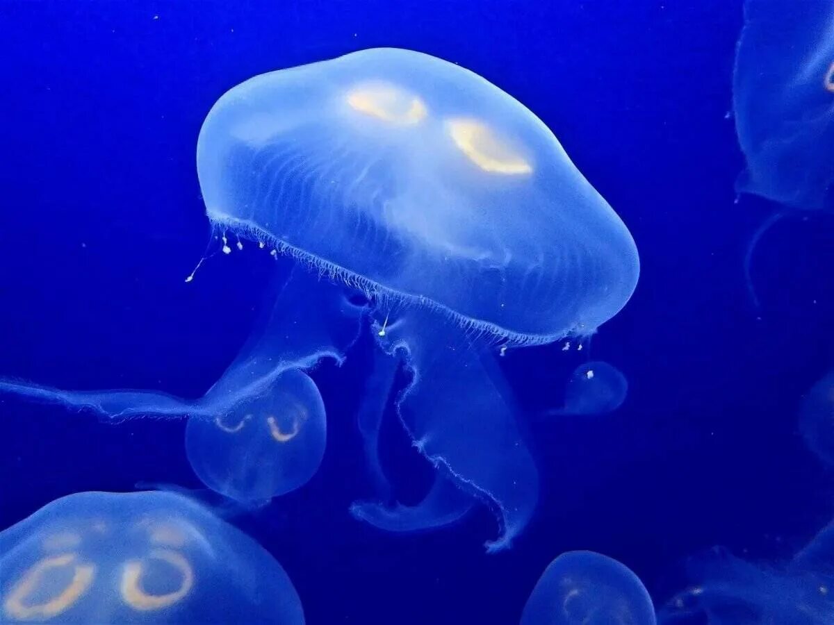 Джелли фиш медуза. Медуза номура. Медуза цианея. Подводный мир медузы. Сцифоидные голубая медуза.