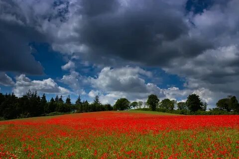 Поле с красным небом