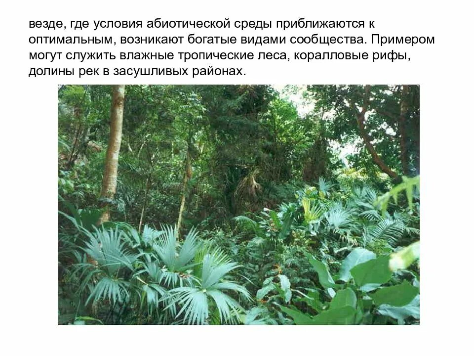 Тропический лес растения. Влажные тропические леса растения. Растения которые растут в тропическом лесу. Тропический лес доклад. Тропический лес текст