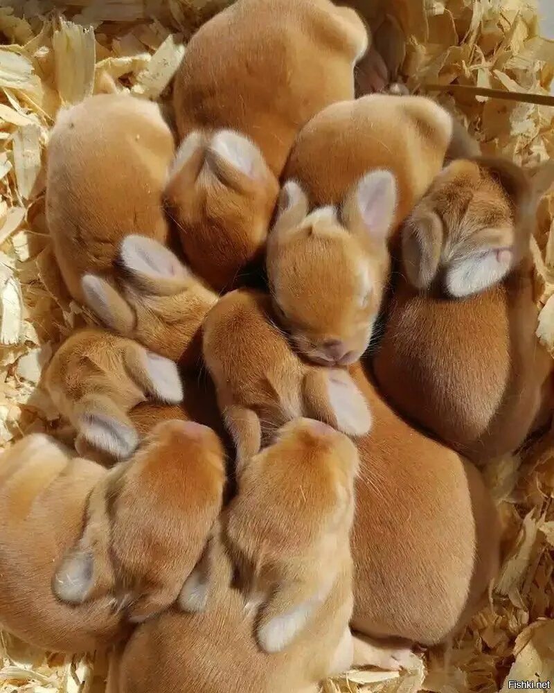 Новороженныекрольчата. Новорождённые крольчата. Детеныш кролика. Кротики Новорожденные.