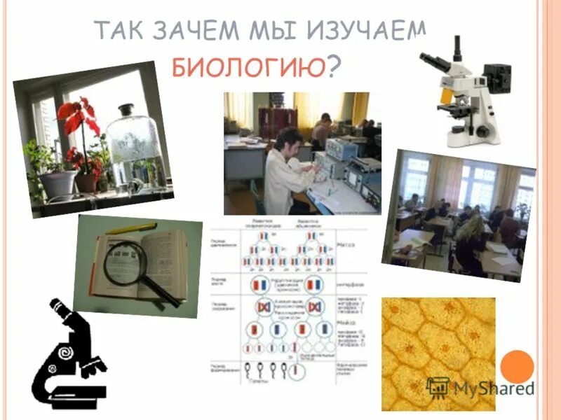 Зачем биология. Зачем мы изучаем биологию. Почему надо изучать биологию. Почему мы изучаем биологию. Зачем нужно изучать биологию 5.