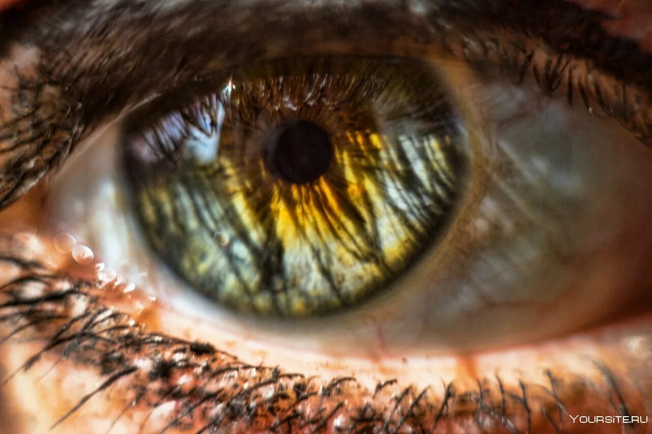 Человеческий глаз. Янтарные глаза. Макросъемка глаза.