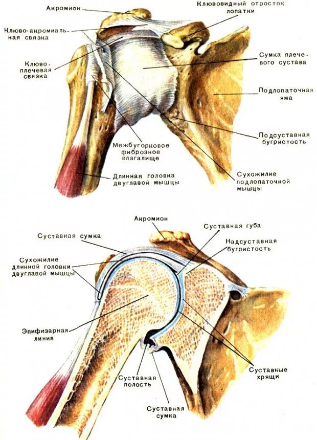 Соединение костей лопатки. Плечевой сустав анатомия строение кости. Анатомические структуры плечевого сустава. Костные структуры плечевого сустава. Строение плечевой кости с лопаткой.