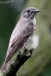 Gray bird