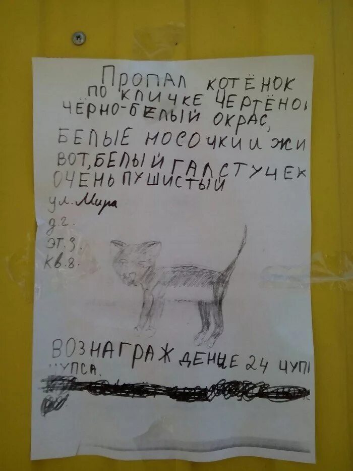 Объявления о животных. Смешные объявления о пропаже. объявления о пропаже животных. объявление о пропаже кота. смешное объявление о пропаже кота.