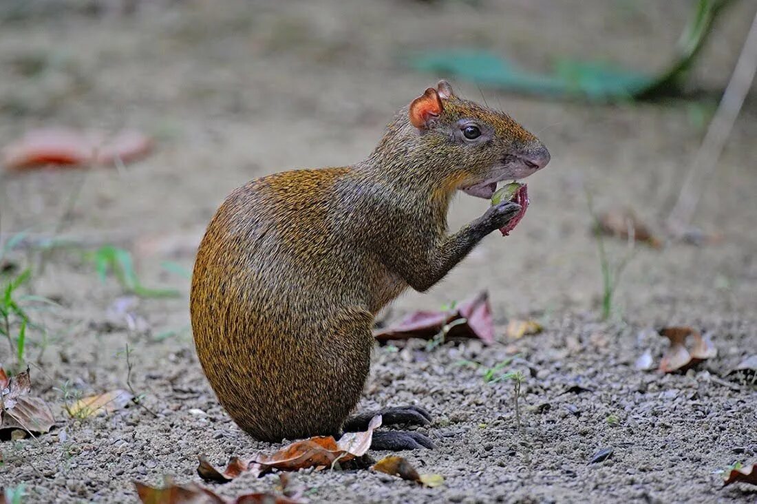 Сардинская пищуха. Грызун 5 букв. Грызун 5 букв. Агути грызун. Грызун 5 букв.