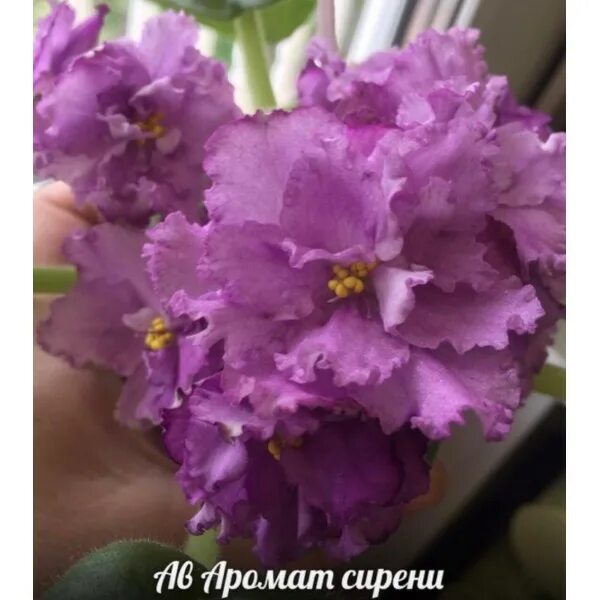 фиалка ле галатея. сорт фиалки бриллиант тиффани. сенполия аромат сирени. фиалка лилон лила. ав лягушонок фиалка.