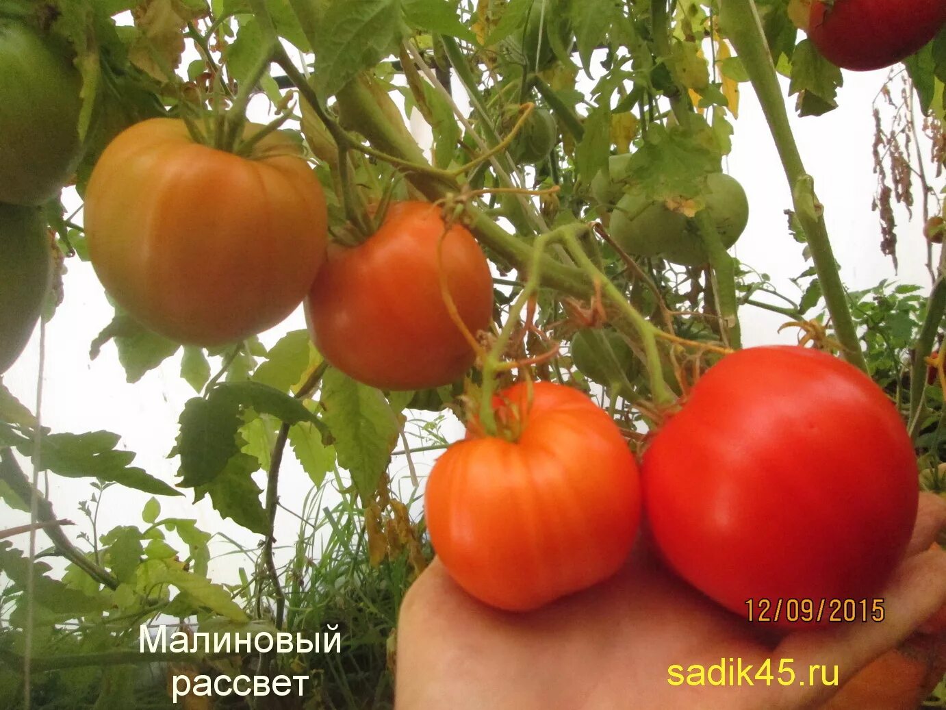 томат рассвет. томат малиновый рассвет 10 шт. вкуснотека помидор малиновый рассвет. вкуснотека помидор малиновый рассвет. томат рассвет.