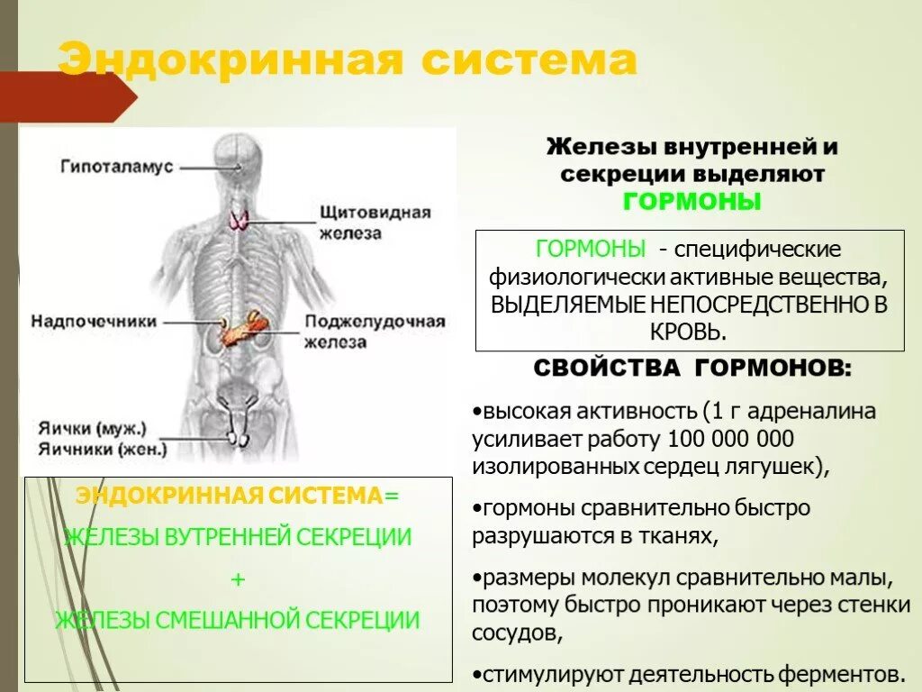 Функции эндокринная система железы внутренней секреции. Что выделяют железы внутренней секреции в эндокринной системе. Железы внутренней секреции и выделяемые ими гормоны таблица. Железы внутренней секреции выделяют вещества в.