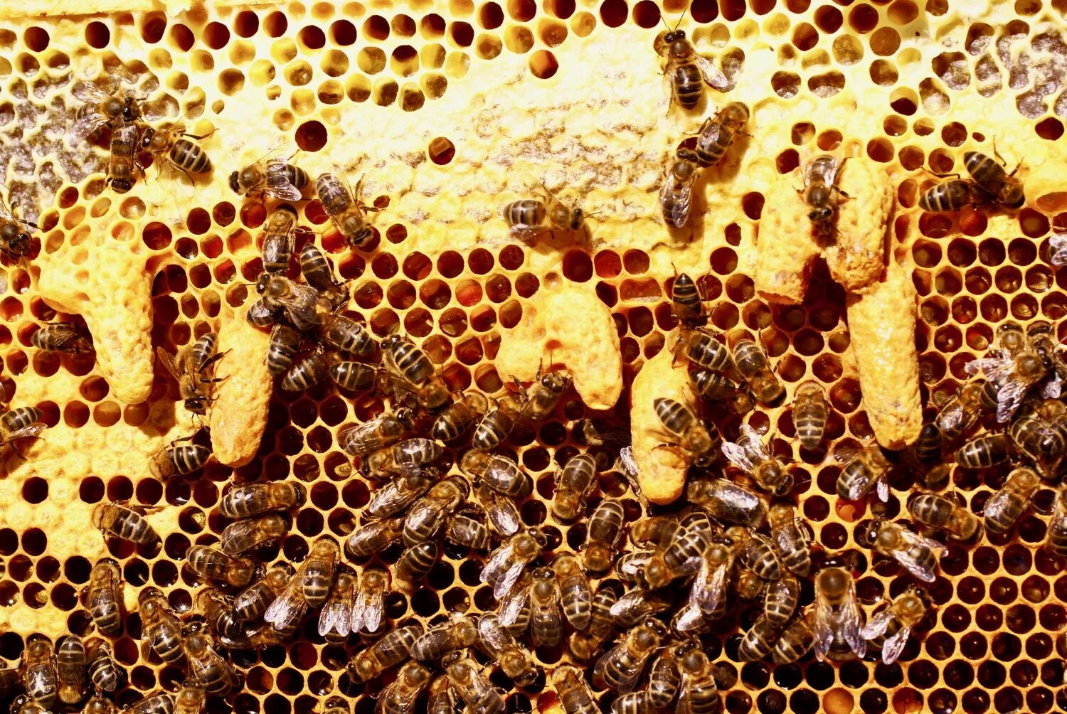 Состояние пчелы
