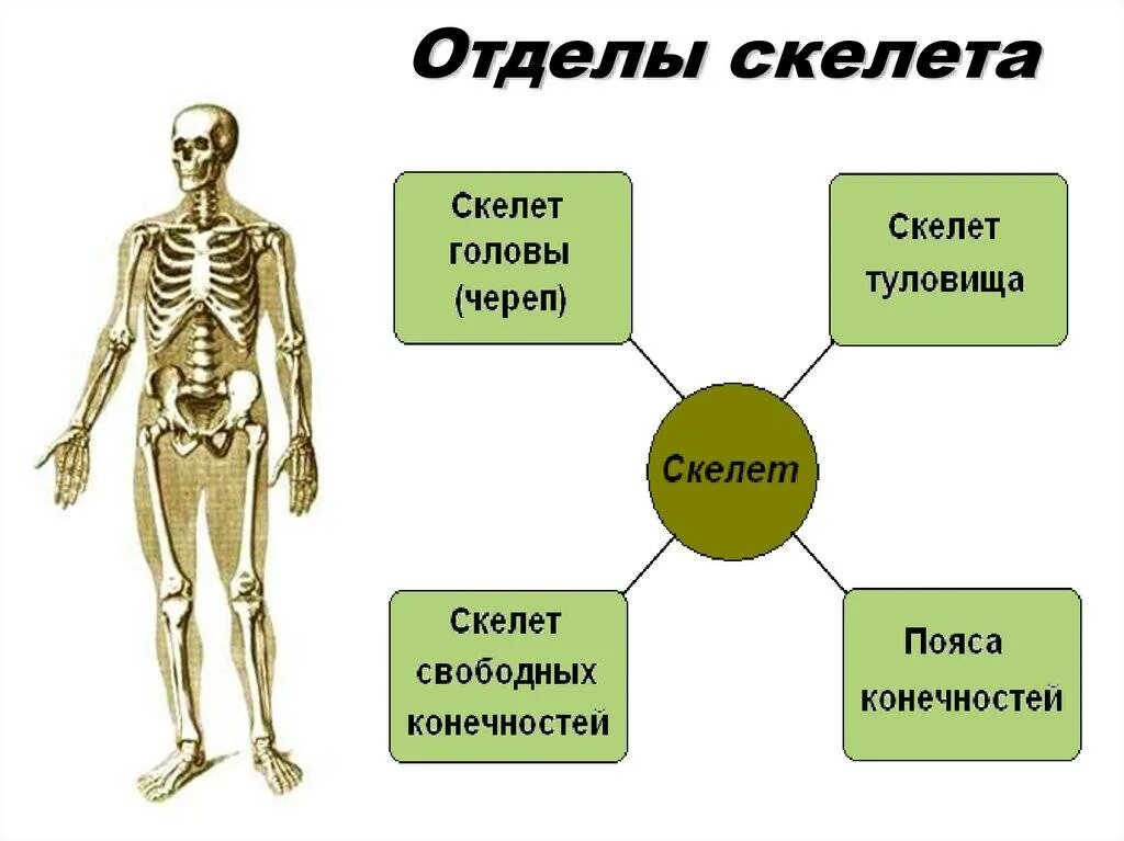 Кости отдела скелета туловища. Основные отделы и строения скелета человека. Отдел скелета строение функция. Анатомия опорно двигательная система скелет. Сколько отделов скелета