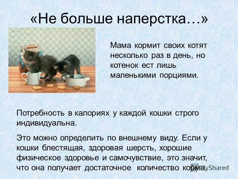 Какую еду давать котятам