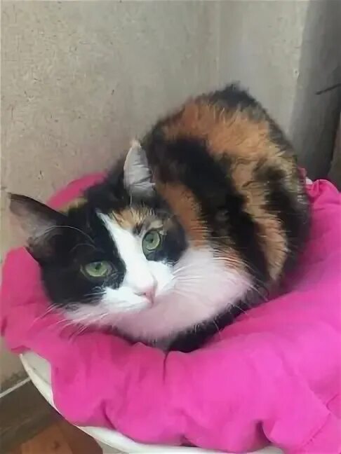 Трёхцветная кошка. Буся трёхцветная кошка. Трехцветная кошка к чему. Трехшерстная кошка. Потерялась кошка черепаховая москва.