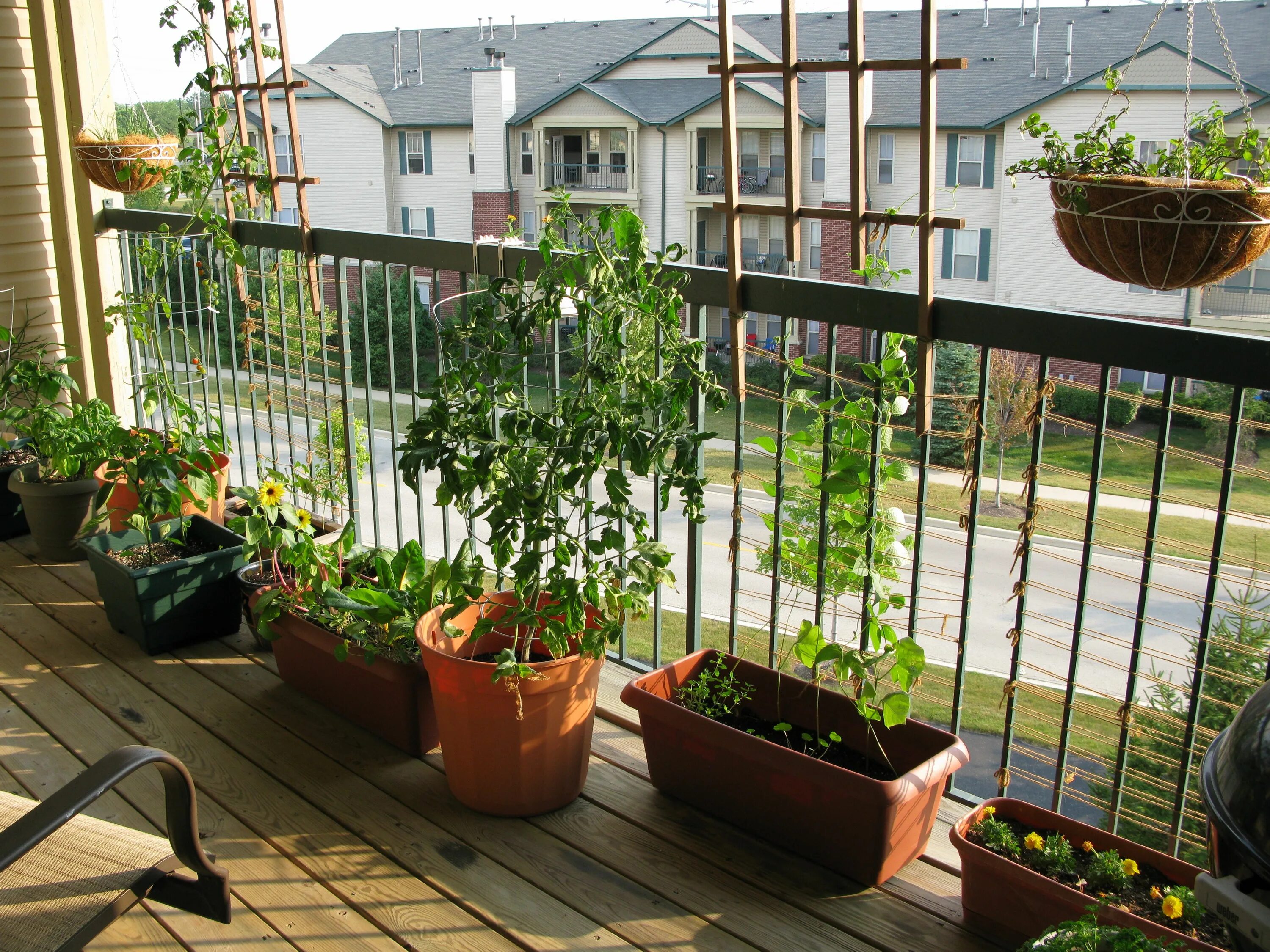 Мини огородик на балконе. Балконный огород. Огород на маленьком балконе. Огород на застекленной лоджии.