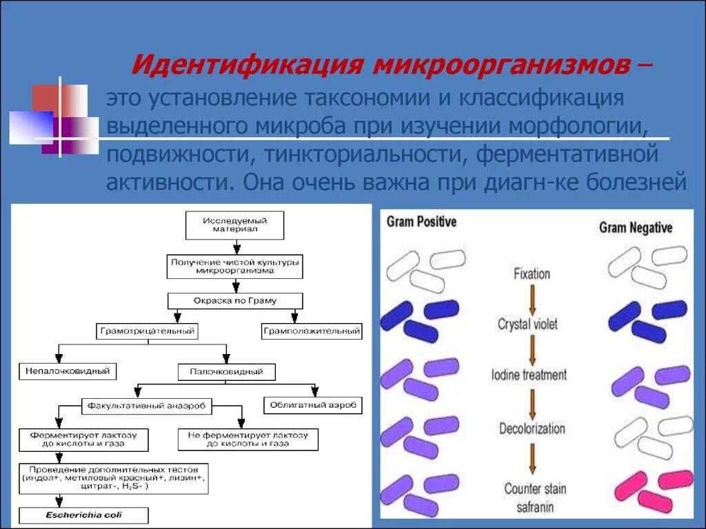 Свойства идентификации бактерий. Схема классификация бактерий микробиология. Методы идентификации микроорганизмов микробиология. Метода идентификации бактерий. Идентификация культуры это микробиология.