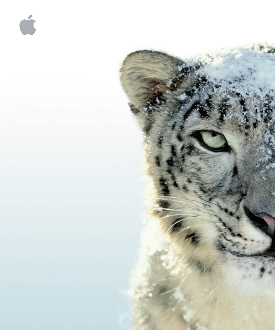 Mac os x 10. Snow leopard encom. Snow leopard кондиционер. Mac os jaguar. 5 leopard.