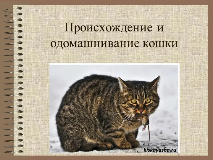 Возникновения кошек. Одомашнивание коше. история появления кошек. появление кошек в жизни человека. история одомашнивания кошек.