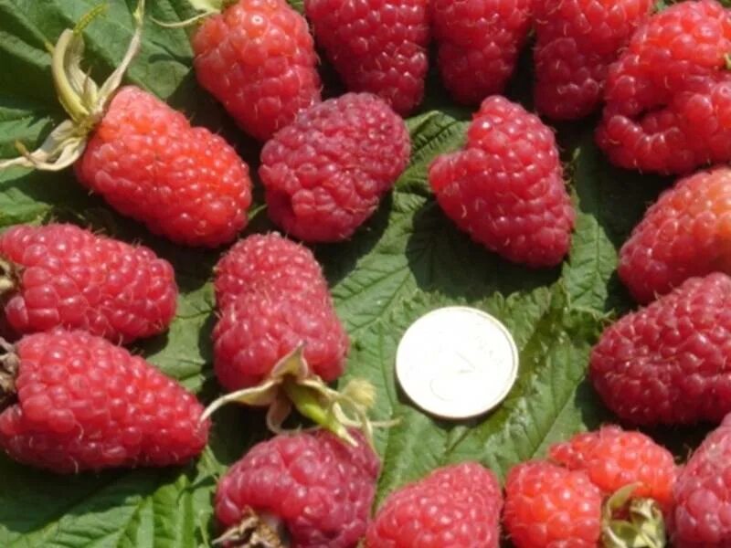 малина штамбовая таруса. малина дерево крепыш описание. малиновое дерево таруса описание сорта. малина штамбовая таруса. малина штамбовая таруса малиновое дерево.