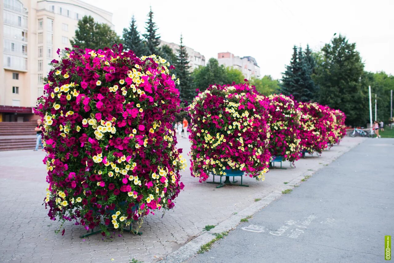 Петуния ампельная вертикальное Озеленение. Красная петуния биденс. Ампельные петунии Озеленение Дубай. Петуниевое дерево купить