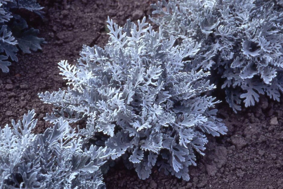 Цинерария Приморская cineraria maritima. Цинерария Приморская (Senecio cineraria). Цинерария Приморская Сильверадо. Цинерария Приморская серебряная пыль.