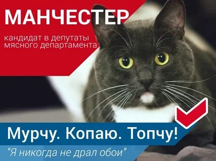 Выбираю котиков