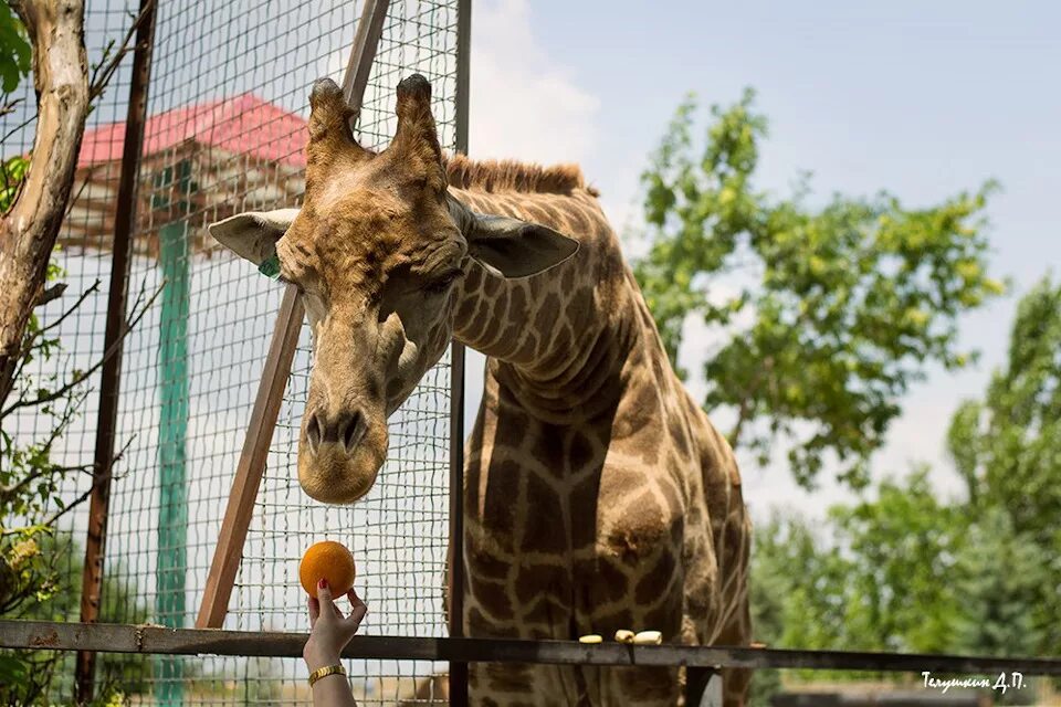 Крымский зоопарк тайган. Зоопарк тайган в крыму. Площадь зоопарка тайган в крыму. Зоопарк тайган в крыму степашка. Тайган сафари парк.