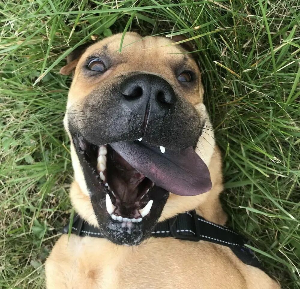 Смешные собаки до слёз. Видеоролики с собаками. Собачки приколы для детей. Две смешные собаки. Собака смешно.